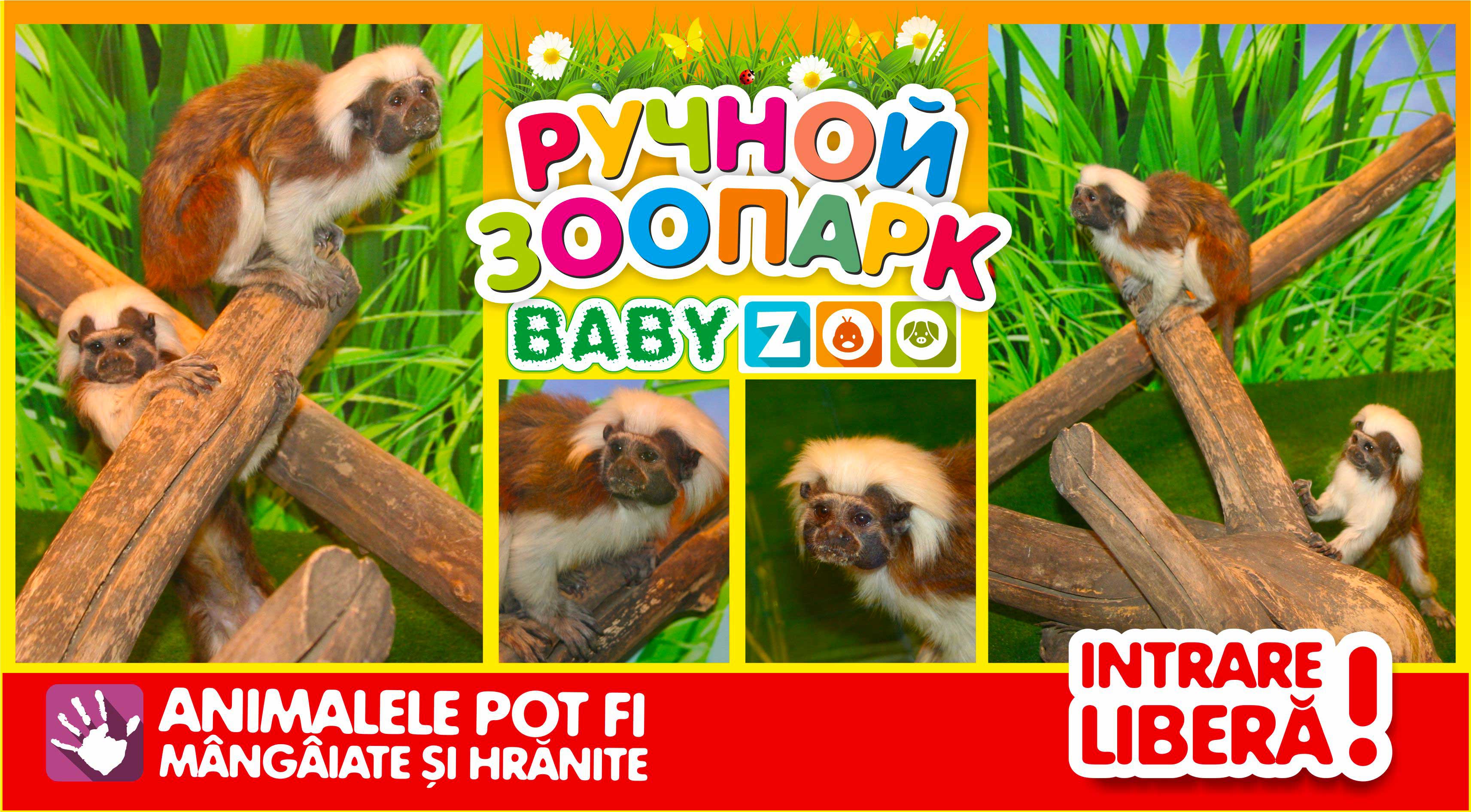 Эдиповы тамаринs в Baby Zoo